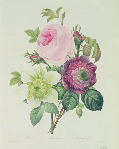 Rose, Anemone und Clematis, aus 